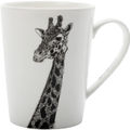 African Giraffe