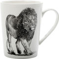 African Lion
