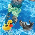 Duck & Shark