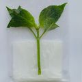 Un-Rooted Cutting