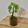 Newly Rooted