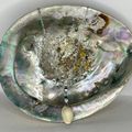 Shell Pendant Fine with Chain