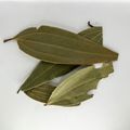 Bayleaf