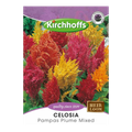 Celosia (Pampas Plume Mixed)