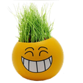 Smiley Grass Head