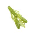 CHARTREUSE