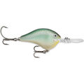Blue Back Herring