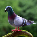 Foam Pigeon