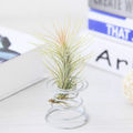 Pineapple Rooting Holder