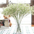 Gypsophila