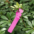 Plant Label 5 Pink