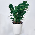 Diameter: 15cm, Height: 15.5cm