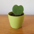 Avocado Green (9cm)
