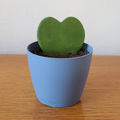 Denim Blue (9cm)