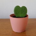 Dry Pink (9cm)