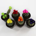 6 Pack Assorted Colours