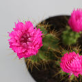 Hot Pink