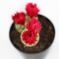 Fiery Red