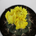 Happy Yellow