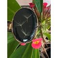 Vintage Oval frame