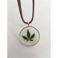 Cannabis