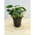 12cm Nursery Pot