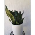 19cm Nursery Pot