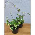 19cm Nursery Pot