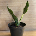 15cm