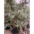 XXL - 30cm Nursery Pot