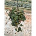 16.5cm Hanging Basket