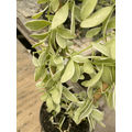 Variegated