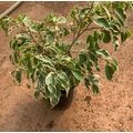 19cm Nursery Pot