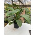 16,5cm Nursery pot