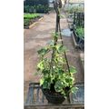 16.5cm Hanging Basket