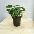 Small - 12cm / 14cm Nursery Pot