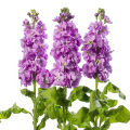 New Kabuki Dark Lavender