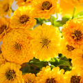 Golden Yellow