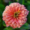 Salmon Rose