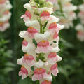 Appleblossom
