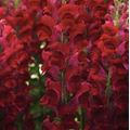 Crimson
