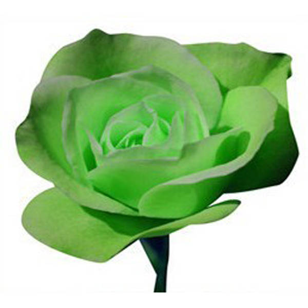 20 Green Rose Flower Rose6 Seeds
