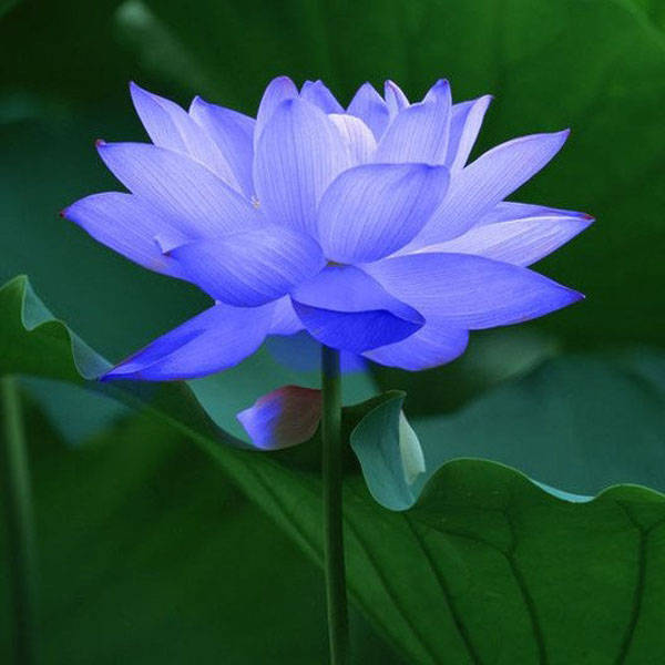 10Pcs Sapphire Lotus Seeds