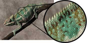 Canon digital camera highlights