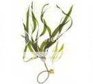 Kelp