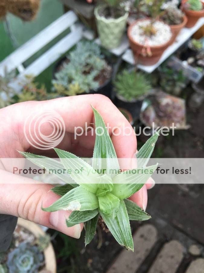 Image result for haworthia grey ghost