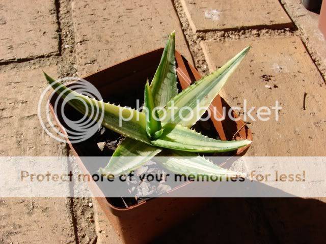 VARIEGATED Aloe maculata