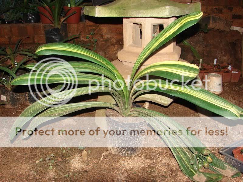 Clivia miniata "Variegated" Seeds