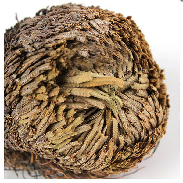 Hydrophile Resurrection Plants