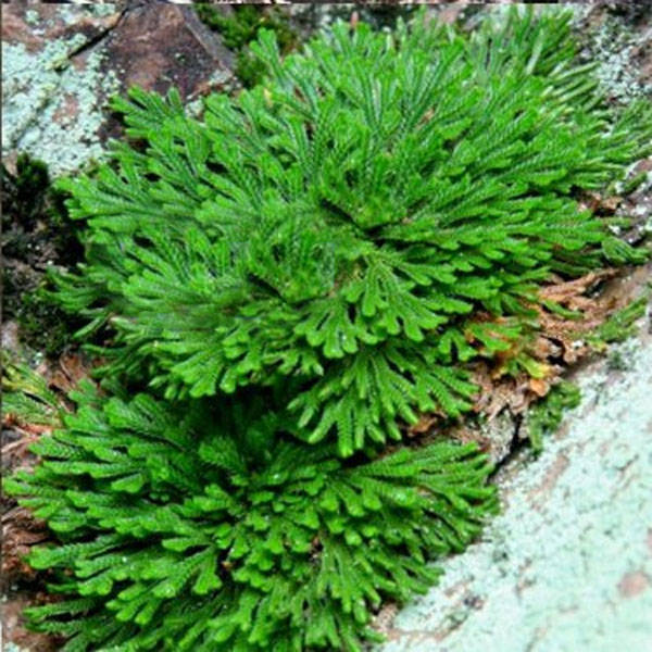 Hydrophile Jericho Rose Plant